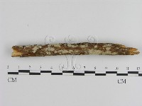 藏品(絲皮菌屬)的圖片