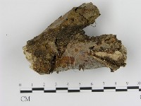 藏品(絲皮菌屬)的圖片