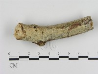 藏品(絲皮菌屬)的圖片