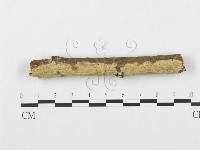 藏品(銳岩菌屬)的圖片