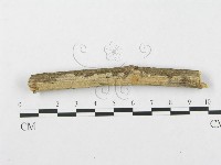 藏品(銳岩菌屬)的圖片