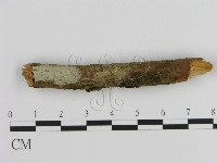 藏品(絲皮菌屬)的圖片