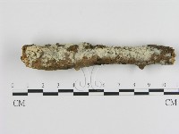 藏品(絲皮菌屬)的圖片