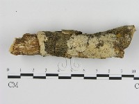 藏品(絲皮菌屬)的圖片