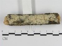 藏品(絲皮菌屬)的圖片