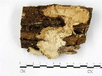 藏品(多年臥孔菌屬)的圖片