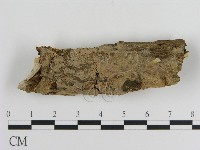 藏品(絲皮菌屬)的圖片