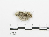 藏品(裂褶菌)的圖片