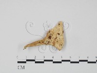 藏品(紅菇屬)的圖片