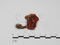 藏品(紅菇屬)的圖片