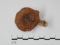 藏品(紅菇屬)的圖片