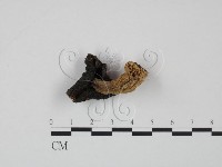 藏品(紅菇屬)的圖片