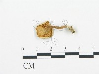 藏品()的圖片