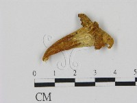 藏品(乳菇屬)的圖片