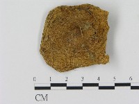 藏品(乳菇屬)的圖片