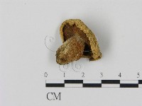 藏品(乳菇屬)的圖片