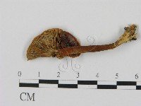 藏品(乳菇屬)的圖片