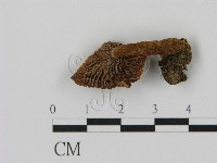 藏品(乳菇屬)的圖片