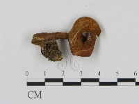 藏品(乳菇屬)的圖片