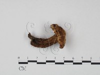 藏品(乳菇屬)的圖片