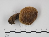 藏品(乳菇屬)的圖片