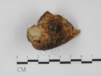 藏品(乳菇屬)的圖片