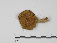 藏品(紅菇屬)的圖片