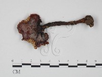 藏品(紅菇屬)的圖片