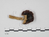 藏品(紅菇屬)的圖片