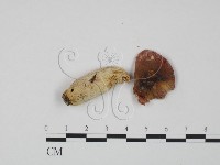 藏品(紅菇屬)的圖片