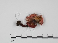 藏品(紅菇屬)的圖片