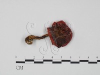 藏品(紅菇屬)的圖片