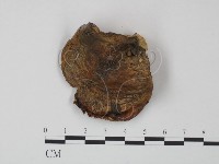 藏品(紅菇屬)的圖片