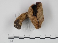 藏品(紅菇屬)的圖片