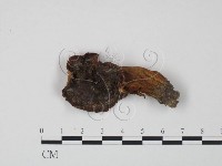 藏品(紅菇屬)的圖片