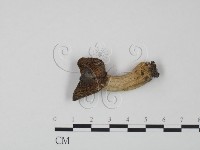 藏品(紅菇屬)的圖片