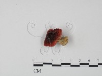 藏品(紅菇屬)的圖片