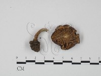 藏品(紅菇屬)的圖片