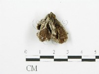 藏品(裂褶菌)的圖片