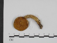 藏品(絨蓋牛肝菌屬)的圖片