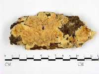 藏品(顯絲菌屬)的圖片