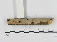 藏品(刺皮菌屬)的圖片