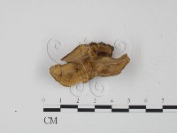 藏品(韌革菌屬)的圖片