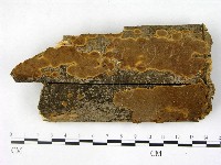 藏品(木層孔菌屬)的圖片