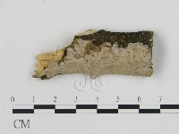 藏品(刺皮菌屬)的圖片