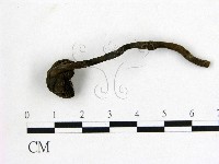 藏品(假芝屬)的圖片