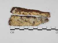 藏品(容氏菌屬)的圖片