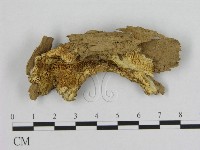 藏品(銳孔菌屬)的圖片