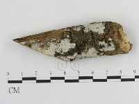 藏品(絲齒菌屬)的圖片