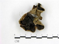 藏品(毛木耳)的圖片